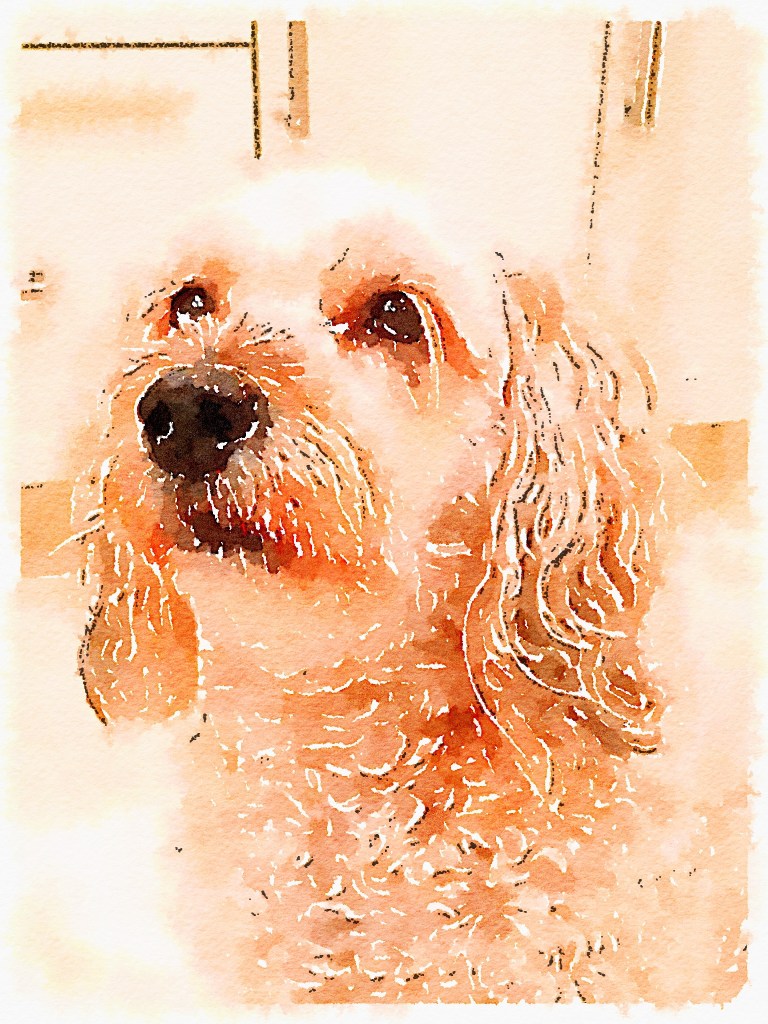 Preset Style = Illustration Format = 10" (Giant) Format Margin = Small Format Border = Sm. Rounded Drawing = Technical Pen Drawing Weight = Light Drawing Detail = Medium Paint = Natural Paint Lightness = Normal Paint Intensity = More Water = Tap Water Water Edges = Medium Water Bleed = Average Brush = Natural Detail Brush Focus = Everything Brush Spacing = Medium Paper = Watercolor Paper Texture = Medium Paper Shading = Light Options Faces = Enhance Faces